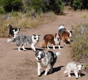 From the front - Topaz, Lola, Misty, Choka, Zen, Jordee and Sapphire - Lola's fur family