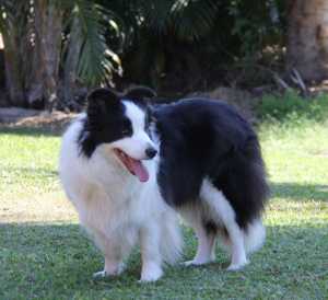NAME: BOJAK POH ROCQ MY WORLD REG NO. 4100260085 SIRE: KEANDA ROCQ MY DREAMS DAM: BOJAK KARINDA KIRRA DOB: 26.5.2015 CL: CLEAR BY PARENTAGE CEA: CLEAR BY PARENTAGE TNS: CLEAR BY PARENTAGE HIP SCORE: 6 ELBOW SCORE: 0:0
