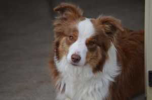 Gypsy