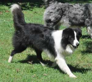 SHEP
