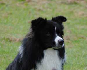 BENTLEY HANDSOME BOY