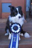 Amazing achievement from David and Bowie achieving Agility Champion