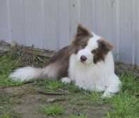 Griffin