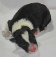 Black and white male 2 - sold - Anita's little boy 