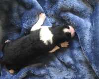 Black and white boy 2 - on hold for Alice