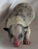 Blue Merle Boy - sold - Linzi's little boy