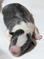 Blue and white boy - available