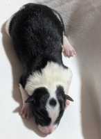 Black and white boy - available