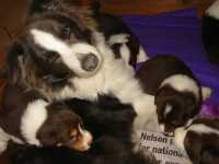 Jordie babysitting Mia's pups