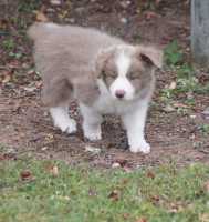 Bailey 7 weeks (Mylee and Zen pup)