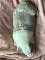 Lilac male - sold- Ange's little boy