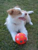 Chantilly Lass and her ball