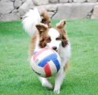 Coco playing ball
