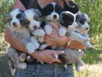 Shadow and Piper's babies 5 wks