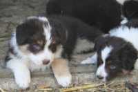 Charlie at 7 weeks - Tammy and Piper's boy