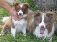 Smartie with her dad, Jasper